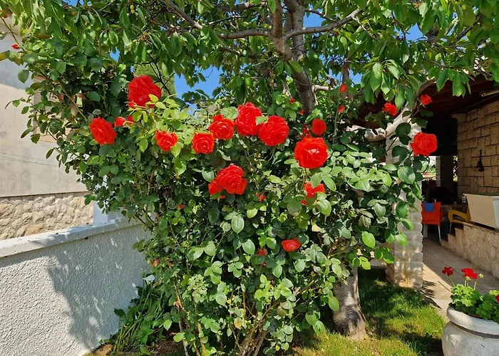 Zefir Premantura